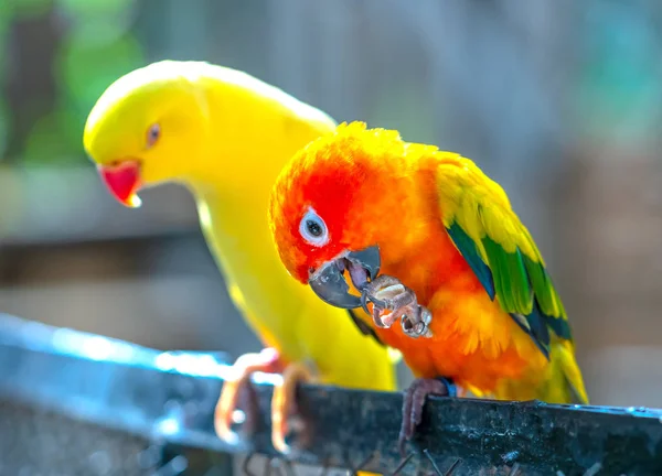 Loros Tortolitos Sentados Juntos Estas Aves Viven Bosque Están Domesticadas — Foto de Stock