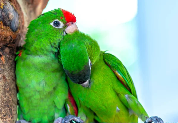 Verliefde Papegaaien Zitten Samen Deze Vogel Leeft Het Bos Gedomesticeerd — Stockfoto