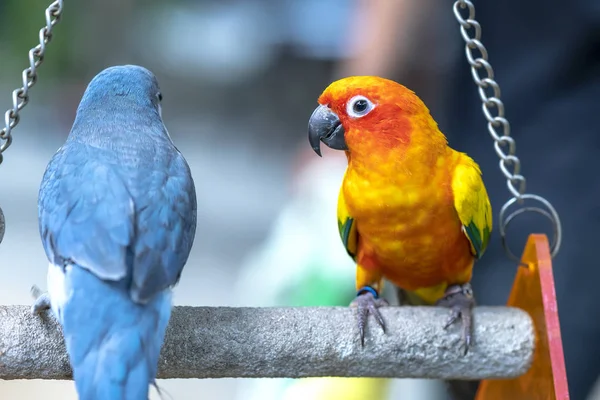 Lovebird Papoušci Sedí Spolu Tento Pták Žije Lese Domestikován Pro — Stock fotografie