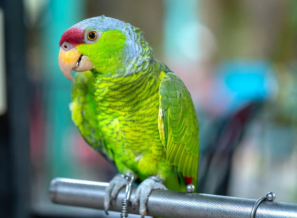 カラフルなオウムがフェンスの上でリラックスしています 森の中に生息し家畜化されています — ストック写真