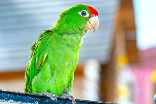 Colorido Loro Relaja Valla Este Tortolito Vive Bosque Está Domesticado — Foto de Stock