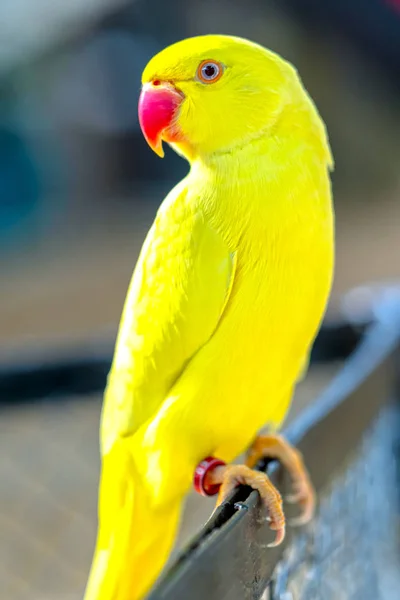 Portrait Yellow Indian Ringneck Parakeet Reserve Bird Domesticated Raised Home — Stock Photo, Image