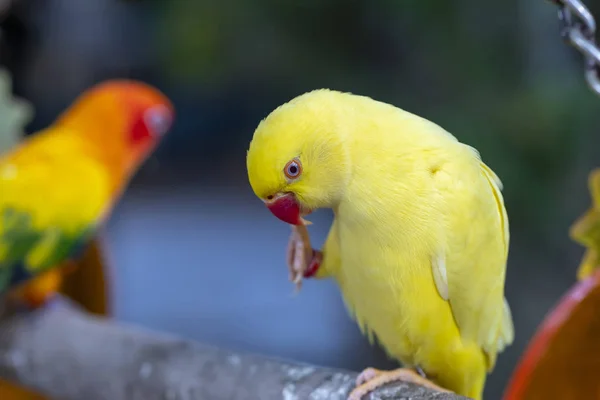 イエロー インディアン リングネック パレークの肖像 これは家畜化され 友人として家に飼われている鳥である — ストック写真