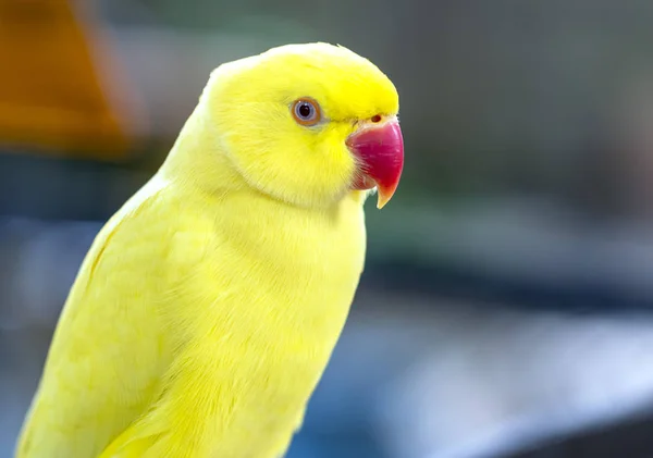 Portrait Yellow Indian Ringneck Parakeet Reserve Пташка Одомашнена Вихована Домі — стокове фото