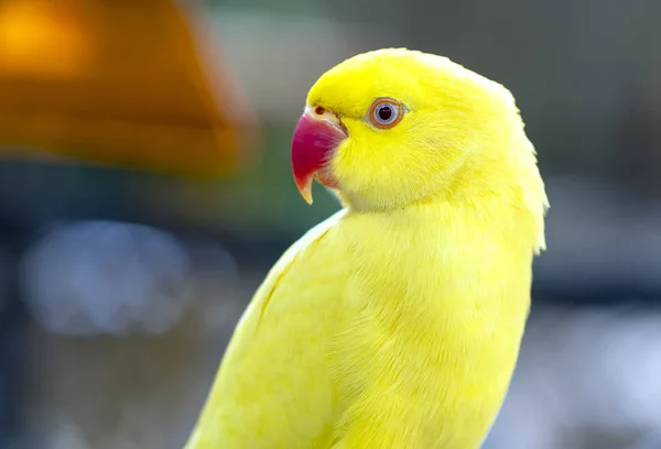 Porträtt Gul Indisk Ringhals Parakit Reserven Detta Fågel Som Domesticerad — Stockfoto