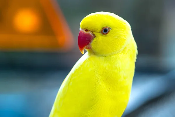 Retrato Del Periquito Ringneck Indio Amarillo Reserva Pájaro Domesticado Criado — Foto de Stock