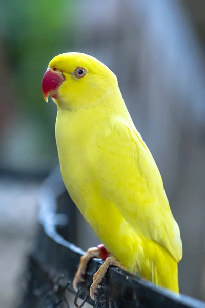 Sarı Kızılderili Halkalı Papağan Ringneck Portresi Evcilleştirilmiş Bir Dost Olarak — Stok fotoğraf
