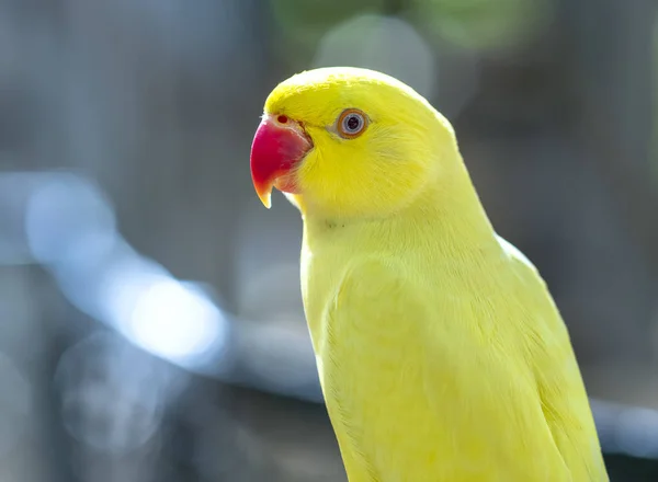 Sarı Kızılderili Halkalı Papağan Ringneck Portresi Evcilleştirilmiş Bir Dost Olarak — Stok fotoğraf