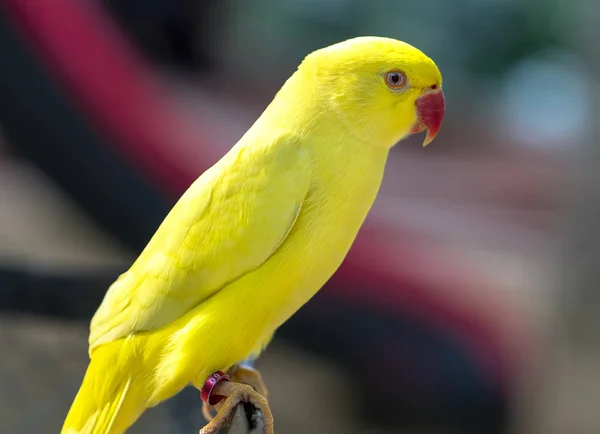 Porträt Eines Gelben Indischen Ringelhalssittichs Reservat Dies Ist Ein Vogel — Stockfoto