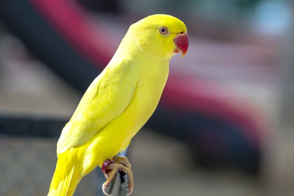 Portrait Yellow Indian Ringneck Parakeet Reserve Bird Domesticated Raised Home — Stock Photo, Image