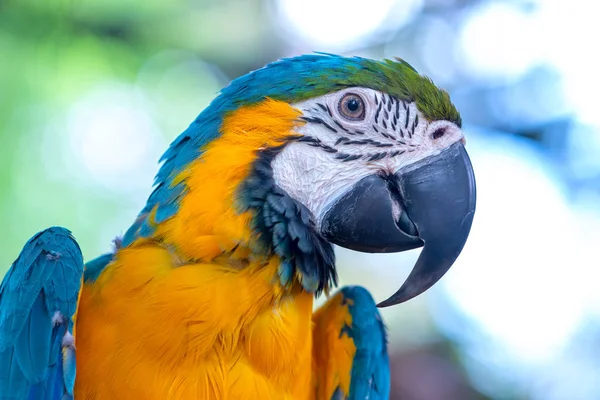 Portrait Colorful Macaw Parrot Branch Bird Domesticated Raised Home Friend — Stock Photo, Image