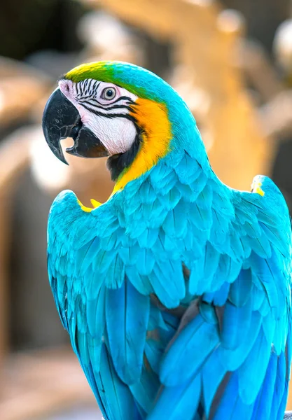 Portrait Colorful Macaw Parrot Branch Bird Domesticated Raised Home Friend — Stock Photo, Image