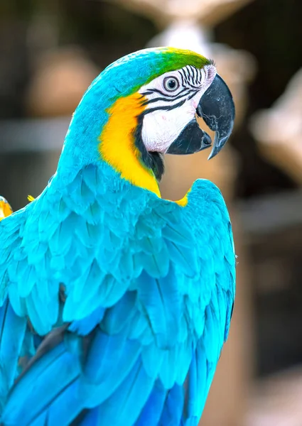 Porträt Farbenfroher Ara Papagei Auf Einem Zweig Dies Ist Ein — Stockfoto