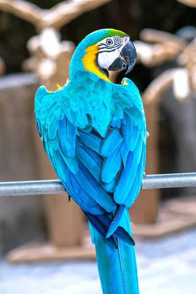 Portrait Colorful Macaw Parrot Branch Bird Domesticated Raised Home Friend — Stock Photo, Image
