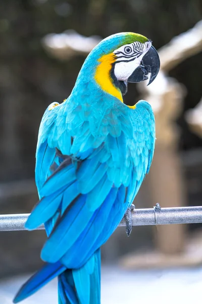 Porträtt Färgglada Macaw Papegoja Gren Detta Fågel Som Domesticerad Och — Stockfoto