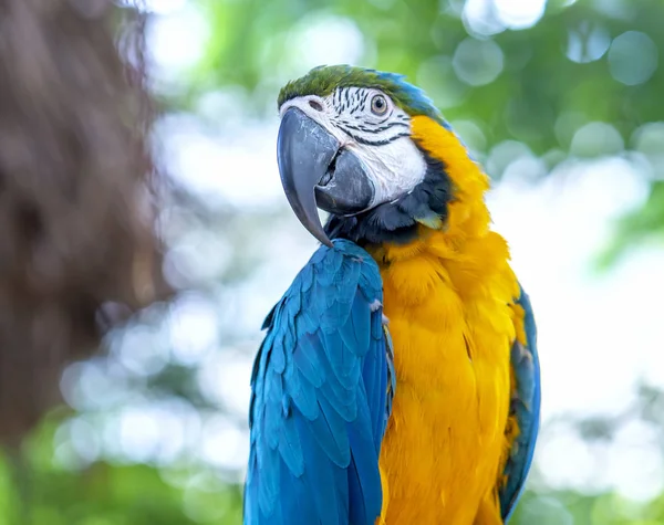 Retrato Colorido Loro Guacamayo Una Rama Pájaro Domesticado Criado Casa — Foto de Stock