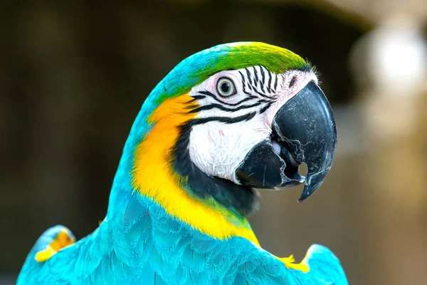 Porträtt Färgglada Macaw Papegoja Gren Detta Fågel Som Domesticerad Och — Stockfoto