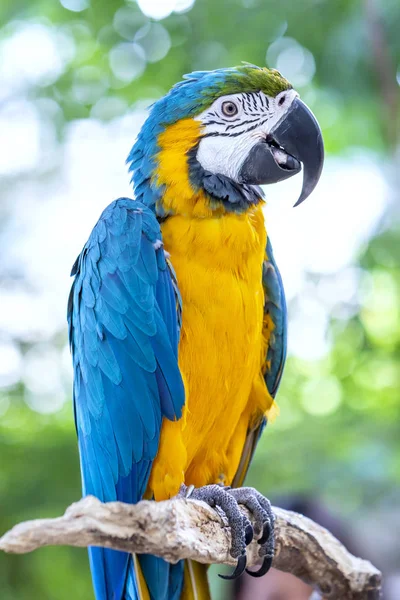 Porträtt Färgglada Macaw Papegoja Gren Detta Fågel Som Domesticerad Och — Stockfoto
