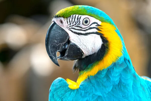 Portré Színes Macaw Papagáj Egy Ágon Egy Madár Amit Háziasítottak — Stock Fotó