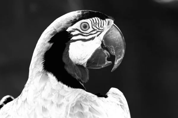 Πορτρέτο Πολύχρωμο Παπαγάλο Macaw Ένα Υποκατάστημα Αυτό Είναι Ένα Πουλί — Φωτογραφία Αρχείου