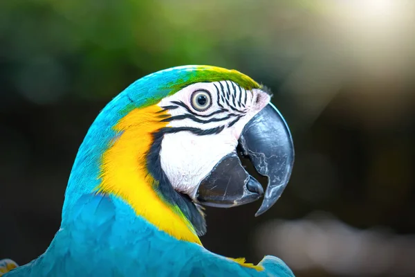 Πορτρέτο Πολύχρωμο Παπαγάλο Macaw Ένα Υποκατάστημα Αυτό Είναι Ένα Πουλί — Φωτογραφία Αρχείου
