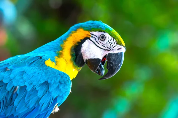 Portré Színes Macaw Papagáj Egy Ágon Egy Madár Amit Háziasítottak — Stock Fotó