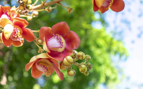 这种花的学名叫做 花冠花 是一种宗教的花冠花 生长在热带地区 — 图库照片