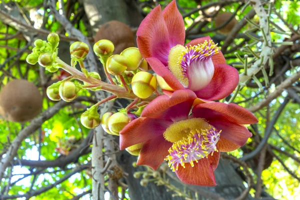 Flor Sala Cannonball Flor Nombre Científico Esta Flor Couroupita Guianensis —  Fotos de Stock