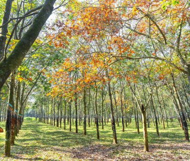 Plastik ağaçlar, Vietnam 'ın huzurlu kırsalında sabah güneşinde yapraklarını değiştirirler.