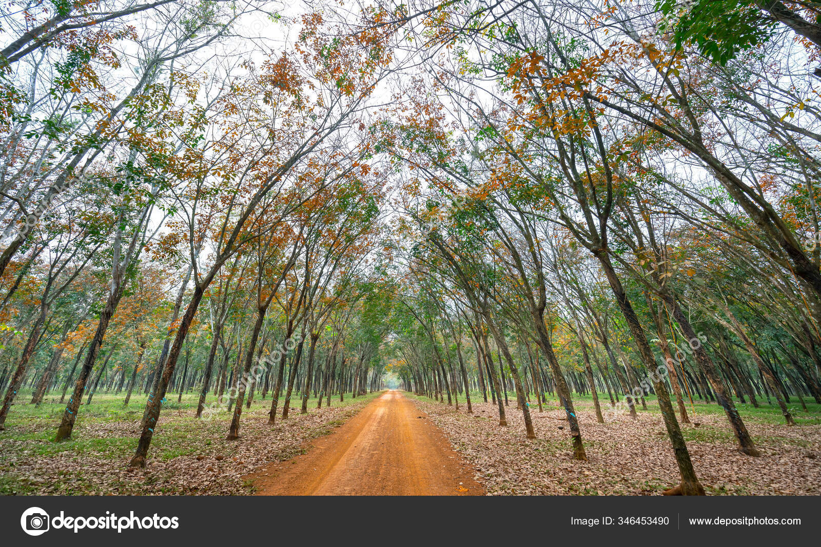 Folhas de outono caindo na estrada