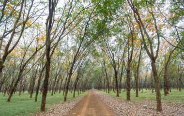 Yol kauçuk mevsimi yaprakları ve ufuktaki toprak yola uzanan ağaçlar. Her yıl sonbahar yaprakları sarıya döner ve oldukça yeni bir renge bürünür..