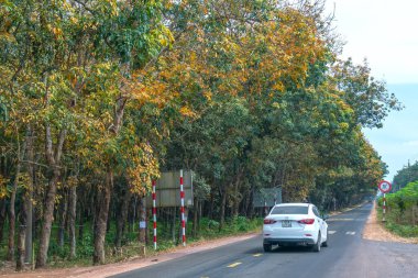 Dong Nai, Vietnam - 4 Ocak 2020: Mevsim kauçuk ağaçları sonbahar sabahı trafik geçmişiyle yol kenarlarında yapraklarını değiştiriyor, ki bu da Dong Nai, Vietnam 'da gelecekte uluslararası havaalanı olacak