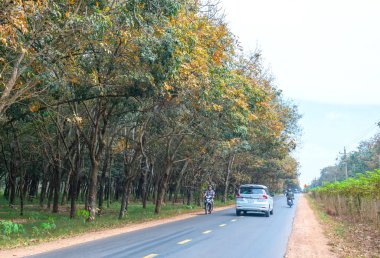 Dong Nai, Vietnam - 4 Ocak 2020: Mevsim kauçuk ağaçları sonbahar sabahı trafik geçmişiyle yol kenarlarında yapraklarını değiştiriyor, ki bu da Dong Nai, Vietnam 'da gelecekte uluslararası havaalanı olacak