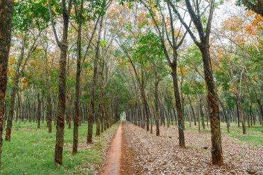 Yol kauçuk mevsimi yaprakları ve ufuktaki toprak yola uzanan ağaçlar. Her yıl sonbahar yaprakları sarıya döner ve oldukça yeni bir renge bürünür..