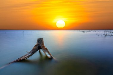 Güneş 'e doğru kuru dallarla Lakeside günbatımı soyut bir şeydir.