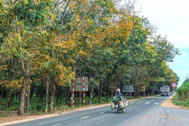 Dong Nai, Vietnam - 4 Ocak 2020: Mevsim kauçuk ağaçları sonbahar sabahı trafik geçmişiyle yol kenarlarında yapraklarını değiştiriyor, ki bu da Dong Nai, Vietnam 'da gelecekte uluslararası havaalanı olacak