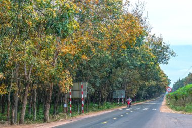 Dong Nai, Vietnam - 4 Ocak 2020: Mevsim kauçuk ağaçları sonbahar sabahı trafik geçmişiyle yol kenarlarında yapraklarını değiştiriyor, ki bu da Dong Nai, Vietnam 'da gelecekte uluslararası havaalanı olacak