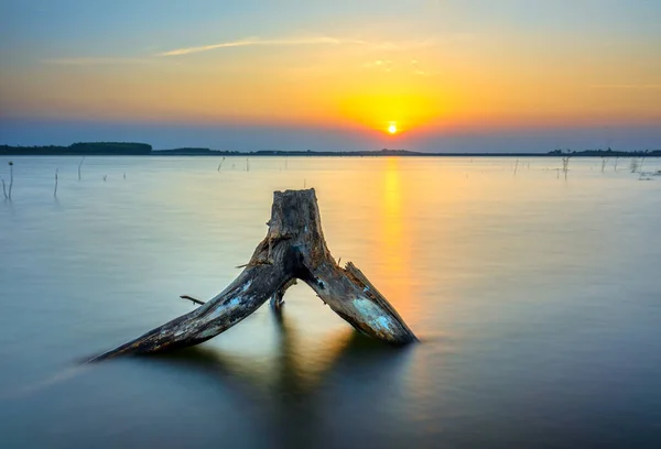 湖畔落日 干枯的枝条向着太阳 犹如生活中抽象的东西 — 图库照片