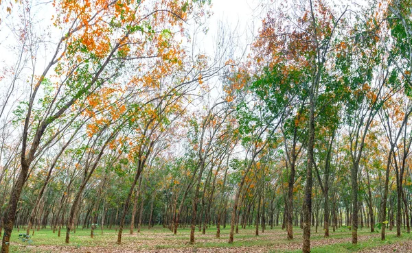 Yol Kauçuk Mevsimi Yaprakları Ufuktaki Toprak Yola Uzanan Ağaçlar Her — Stok fotoğraf