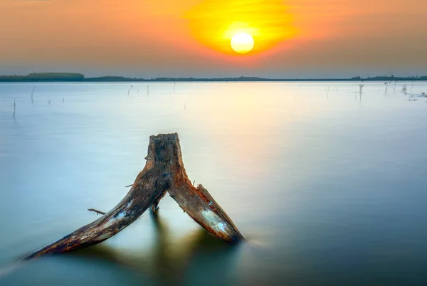 湖畔落日 干枯的枝条向着太阳 犹如生活中抽象的东西 — 图库照片