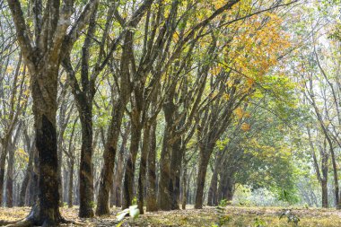 Kauçuk orman mevsimi yaprakları. Her yıl sonbahar yaprakları sarıya döner ve oldukça yeni bir renge bürünür..