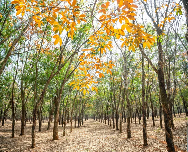 Bosque Goma Cambia Las Hojas Cada Año Las Hojas Otoñales —  Fotos de Stock