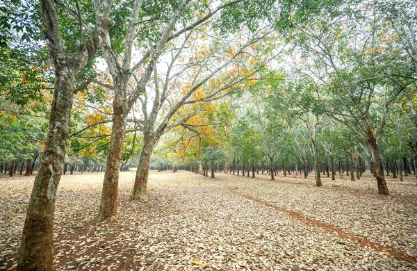 Rubber forest season change leaves. Every year autumn leaves change color in yellow and fall rather new.