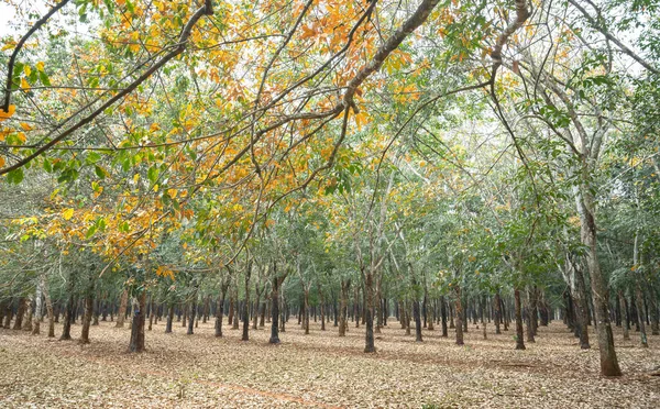 Rubber forest season change leaves. Every year autumn leaves change color in yellow and fall rather new.