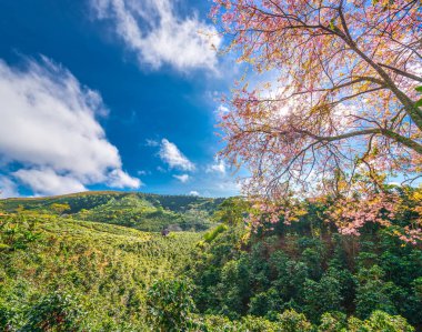 Vietnam 'ın dağlık bölgelerindeki kahve tepelerinde kiraz kayısı ağaçları çiçek açıyor.