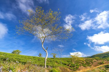 Tarla mevsiminde yaprak çayının içinde yapayalnız bir ağaç. Bunun yerine sabah güneş kırsalda huzur içinde parlarken.