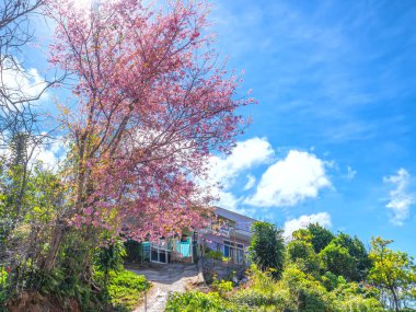 Köye giden toprak yolda kiraz çiçeği açıyor kırsal platoda bahara hoş geldin.