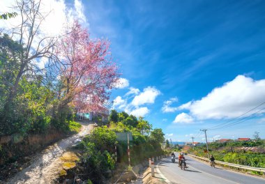 Da Lat, Vietnam - 7 Ocak 2020: İlkbahar sabahı yol boyunca çiçek açan manzara kiraz ağaçları, trafik arkaplanı Da Lat platosunda huzurlu bir hayat resmine dönüşür.