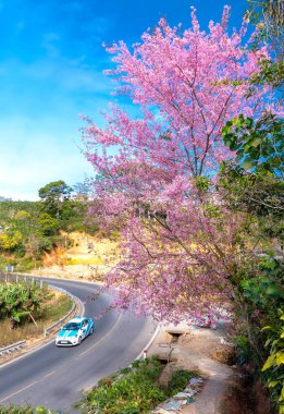 Da Lat, Vietnam - 7 Ocak 2020: İlkbahar sabahı yol boyunca çiçek açan manzara kiraz ağaçları, trafik arkaplanı Da Lat platosunda huzurlu bir hayat resmine dönüşür.