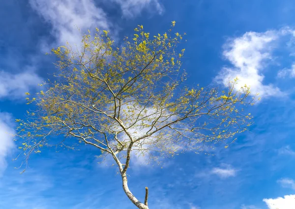 Árbol Solitario Hoja Temporada Campo Lugar Por Mañana Cuando Sol —  Fotos de Stock